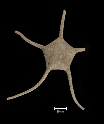 Media type: image;   Invertebrate Zoology OPH-378 Description: Top down view of single ophiuroid specimen with a scale bar.;  Aspect: dorsal